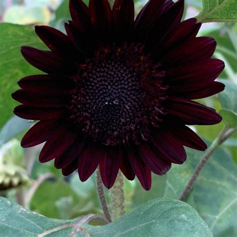 20 Black Oil Pink Sunflower Seeds Plants Garden Planting Etsy