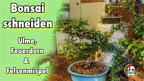 Bonsai Schneiden Pflegen Ulme Feuerdorn Felsenmispel Bonsai