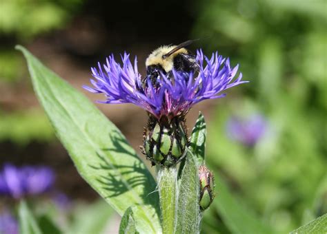 Bubble Bee 2 Free Photo Download Freeimages