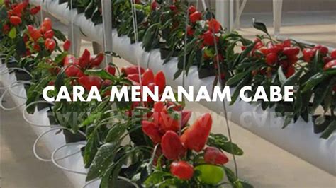 Tips Dan Trik Cara Menanam Cabe Hidroponik Lengkap