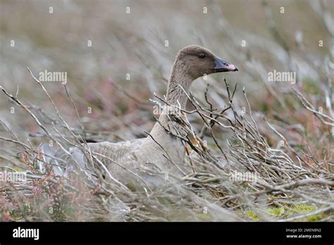 Pinkfooted Geese Anser Brachyrhynchus On Area Of Burnt Heather