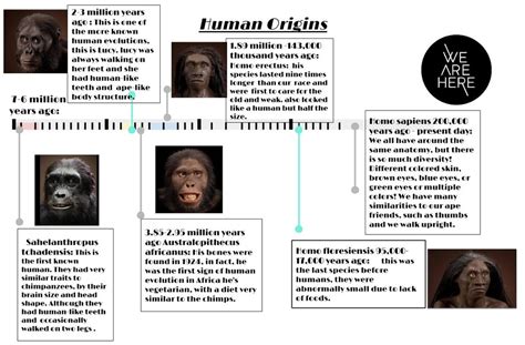 Hall of Human Origins Timeline - Yellow Springs D.C. Interactive 2016