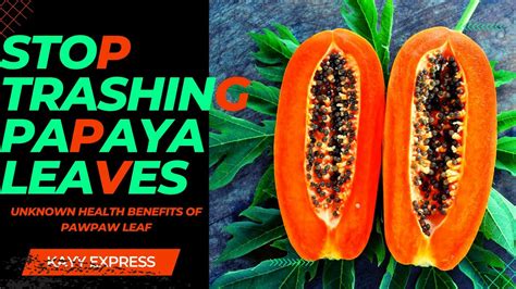 Papaya Pawpaw Leaf The Unsung Health Benefits You Need To Know About Youtube