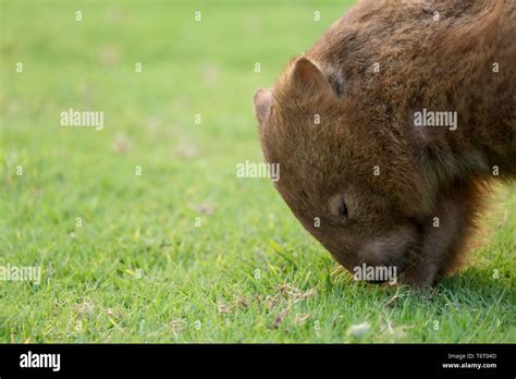 Wombat in Australia Stock Photo - Alamy