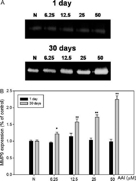 Gelatin Zymography Assay Of The Tsgh Cells With Day Or Day Aai