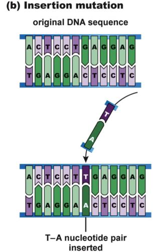 Dna Flashcards Quizlet