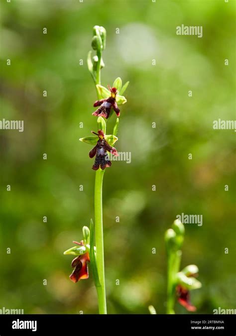 Fly Orchid Ophrys Insectifera Stock Photo Alamy