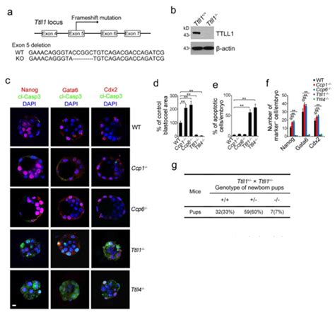 Gata6 Mgi Mouse Gene Detail Mgi107516 Gata Binding Protein 6