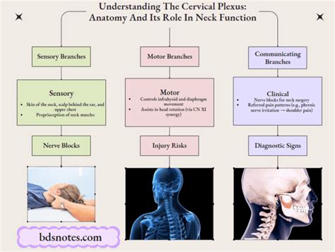 Unraveling The Mysteries Of The Cervical Plexus Of Nerves Understanding Its Anatomy And Function
