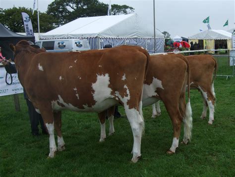 Gallery - English Guernsey Cattle Society