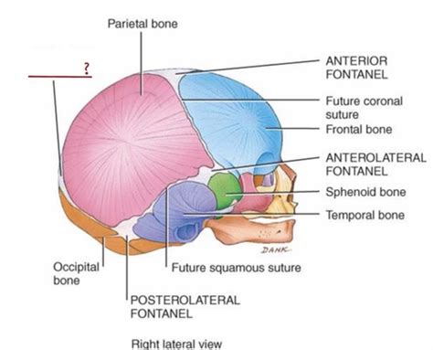 Anatomy And Physiology Chapter 7 Skeletal System Flashcards Quizlet