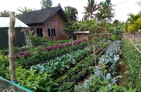 Pekarangan Pangan Lestari Untuk Ketahanan Pangan Keluarga