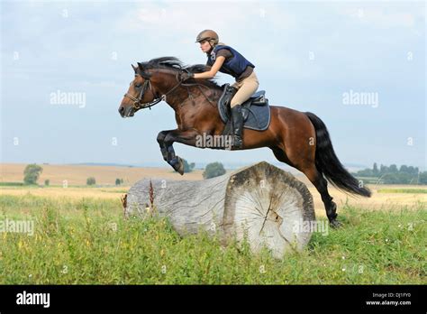 Connemara pony jumping hi-res stock photography and images - Alamy