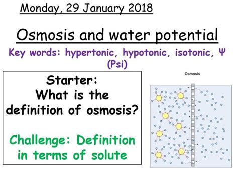 Aqa A Level Biology Osmosis And Water Potential Teaching Resources