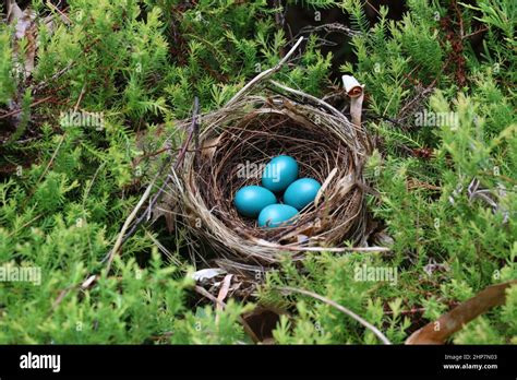 A Nest Of Four Blue Eggs Gray Catbird In Spring Stock Photo Alamy