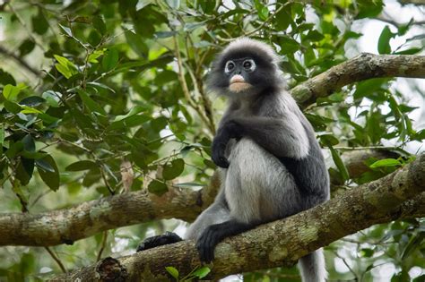 Dusky Leaf Monkey Trachypithecus Obscurus