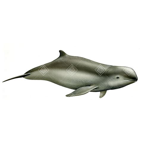 Orcaella Brevirostris Archivi Artescienza Official Store
