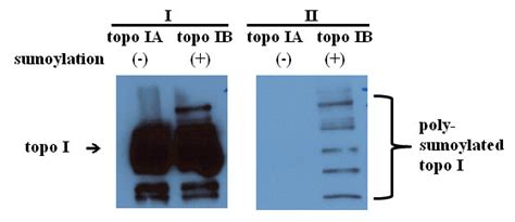 Western Blots Show Sumoylation Of Recombinant Human Topo I Recombinant