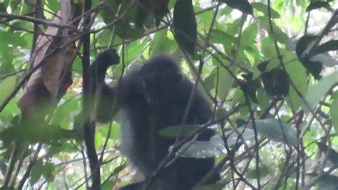 Raffles Banded Langurs Presbytis Femoralis Best Of Singapore