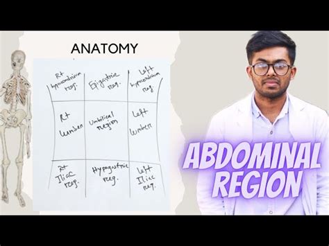 Regions Of Abdomen Organs In Epigastric Region Made Very, 49% OFF