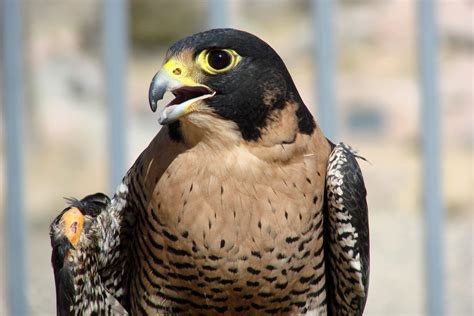 Hayabusa The Peregrine Falcon Makes My Heart Flutter