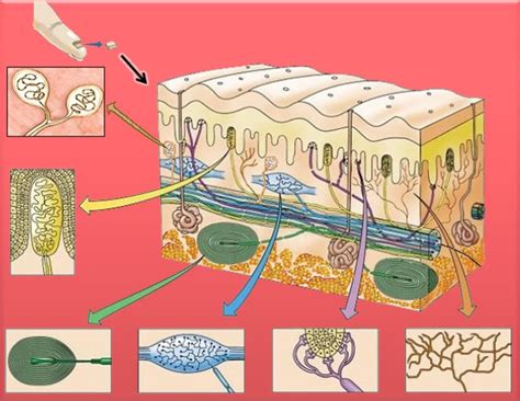 Terminaciones Nerviosas De La Piel Biopsicosalud