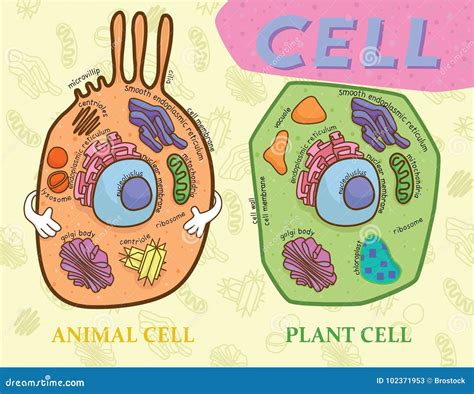 Plant Animal Cell Diagram