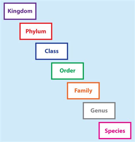 Taxonomic Classification Chart