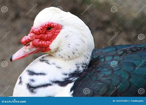 Southeast Asian Duck stock image. Image of friend, float - 124191459