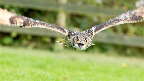 Fond D Cran Des Oiseaux Animaux La Nature Herbe Ailes Plumes