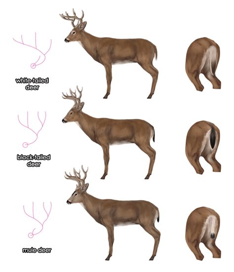 In This Tutorial We Re Going To Learn About The Majestic Deer No