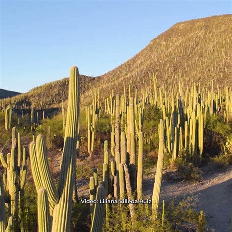 CONANP on Twitter La Reserva de la Biosfera TehuacánCuicatlán en