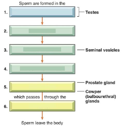 Test Diagram Quizlet