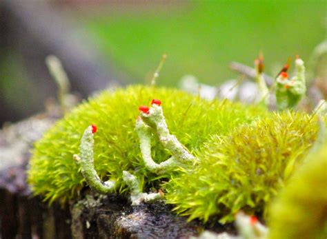 Wsmag Net Moss And Lichens Featured The Garden October