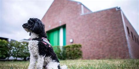 Feuerwehr Chur GR Rettet Verirrten Hund Von Hausdach