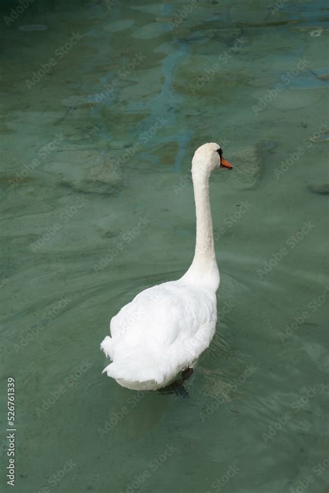 Plano Medio De Un Cisne Blanco Nadando En Un Lago De Aguas Verdes Stock