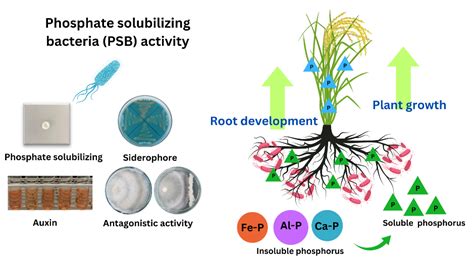 Ability Of Phosphate Solubilizing Bacteria To Enhance The Growth Of