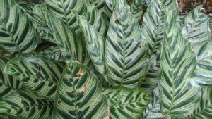 Calathea Makoyana Care Guide For Passionate Gardeners Today S Gardener