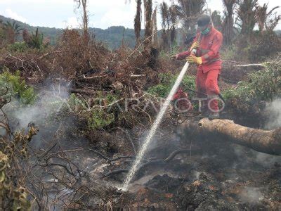 KARHUTLA GAMBUT MENDEKATI PEMUKIMAN WARGA DI KOLAKA TIMUR ANTARA Foto