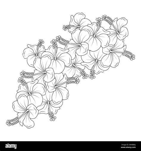 Hibiscus Flowers Coloring Page Illustration With Hawaiian Hibiscus