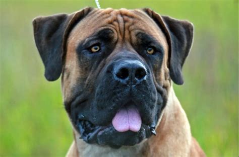 Boerboel Dog Breed Information And Characteristics