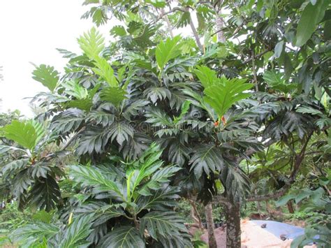 Cultivo De Plantaciones De Mango En El Borde Del Riego Y En El Borde De