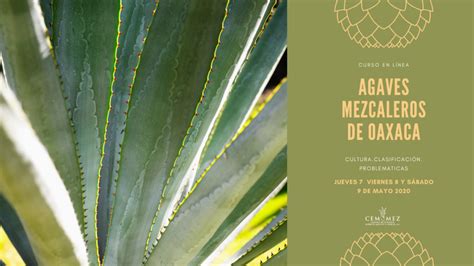 Curso Agaves Mezcaleros De Oaxaca Europa