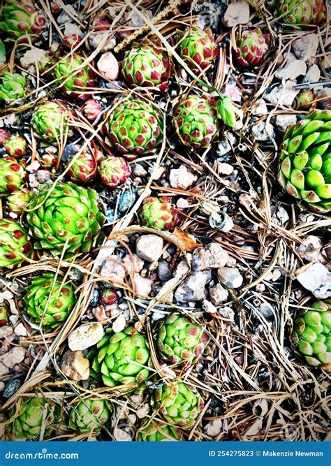 Succulents stock image. Image of cover, succulents, chicks - 254275823