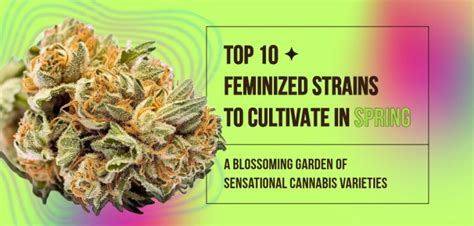 Top 10 Feminized Strains To Cultivate In Spring A Blossoming Garden Of Sensational Cannabis