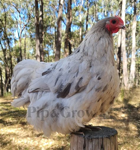 Blue Bantam Orpington Fertile Egg Each Pip Grow