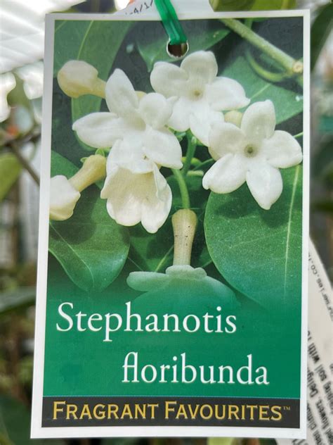 Stephanotis Floribunda Springvale Garden Centre