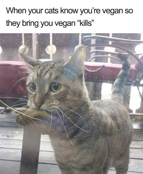 When your cat knows you're vegan.. : r/vegan