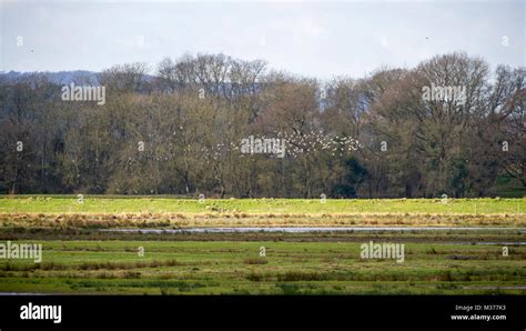 Pulborough Brooks Rspb Nature Reserve In West Sussex Uk Lapwings Take