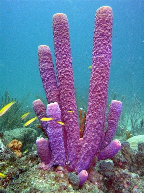 tube sponge | Ocean plants, Sea creatures, Marine life